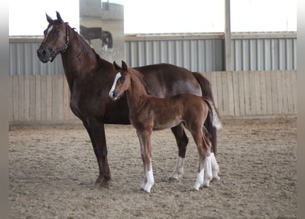 Oldenburg, Stallion, , Brown