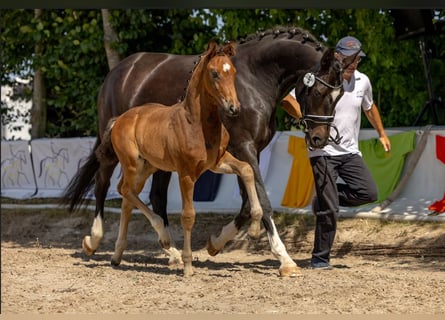 Oldenburg, Stallion, , Brown