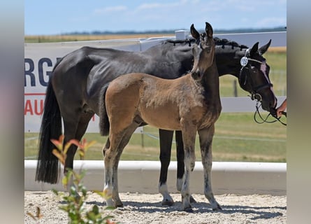 Oldenburg, Stallion, , Brown