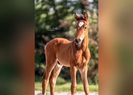 Oldenburg, Stallion, Foal (05/2025), Brown