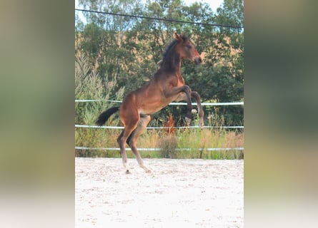 Oldenburg, Stallion, Foal (05/2024), Brown