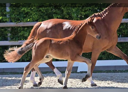 Oldenburg, Stallion, , Brown