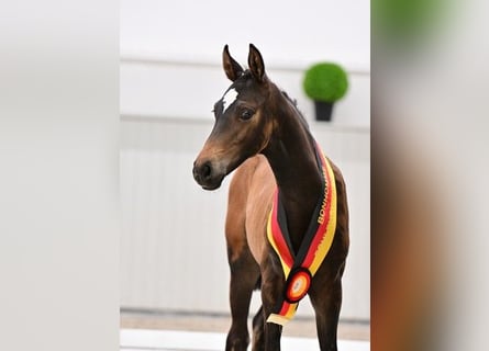 Oldenburg, Stallion, Foal (04/2026), Brown