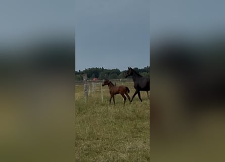 Oldenburg, Stallion, Foal (05/2025), Brown
