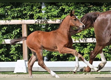 Oldenburg, Stallion, , Brown