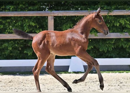 Oldenburg, Stallion, , Brown