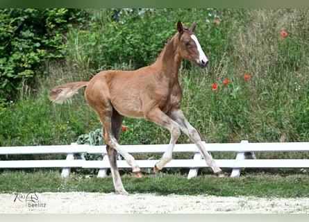 Oldenburg, Stallion, Foal (03/2024), Chestnut