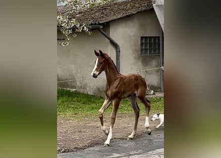 Oldenburg, Stallion, , Chestnut