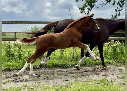 Oldenburg, Stallion, Foal (03/2025), Chestnut