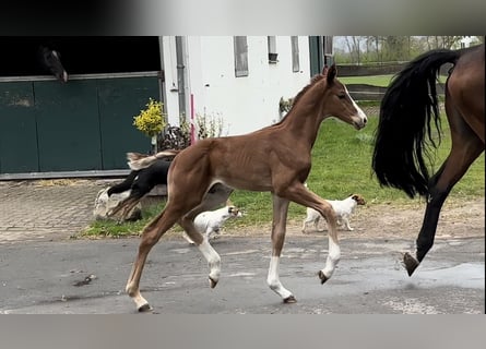 Oldenburg, Stallion, , Chestnut