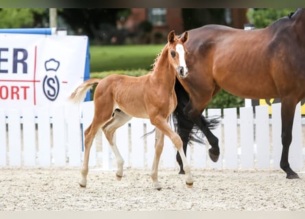 Oldenburg, Stallion, Foal (05/2024), Chestnut