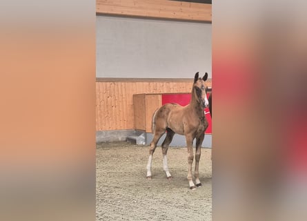 Oldenburg, Stallion, , Chestnut