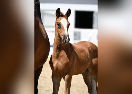 Oldenburg, Stallion, , Chestnut