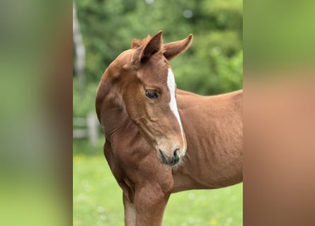 Oldenburg, Stallion, , Chestnut