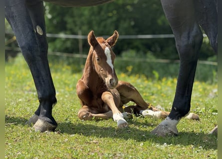 Oldenburg, Stallion, , Chestnut