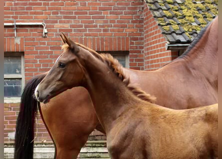 Oldenburg, Stallion, Foal (04/2025), Chestnut