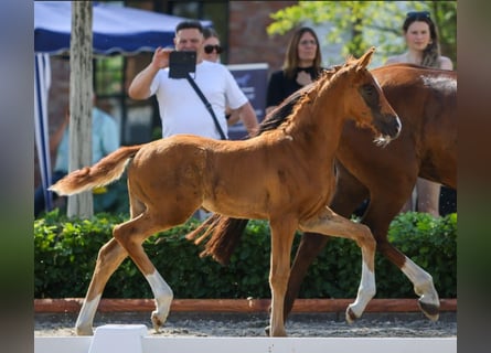 Oldenburg, Stallion, Foal (04/2026), Chestnut