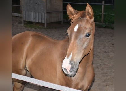 Oldenburg, Stallion, Foal (04/2024), Chestnut