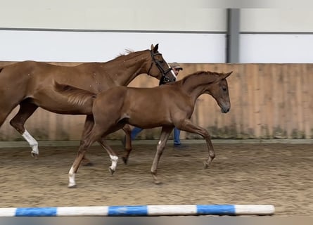 Oldenburg, Stallion, Foal (04/2023), Chestnut