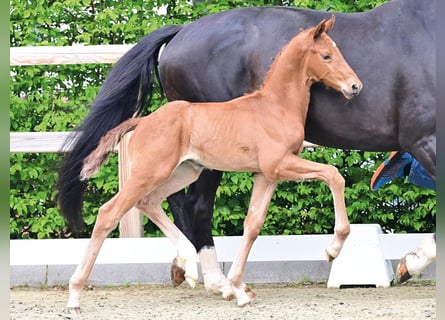 Oldenburg, Stallion, Foal (04/2026), Chestnut