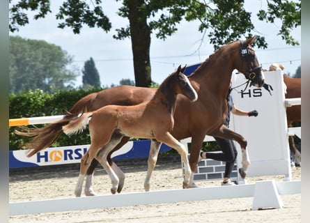 Oldenburg, Stallion, Foal (05/2026), Chestnut