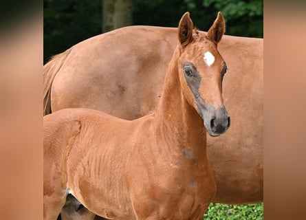 Oldenburg, Stallion, Foal (05/2024), Chestnut-Red