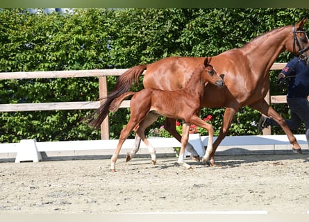 Oldenburg, Stallion, Foal (06/2025), Chestnut-Red