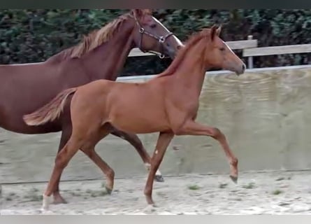 Oldenburg, Stallion, Foal (04/2023), Chestnut-Red