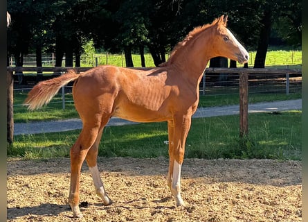 Oldenburg, Stallion, Foal (05/2025), Chestnut-Red