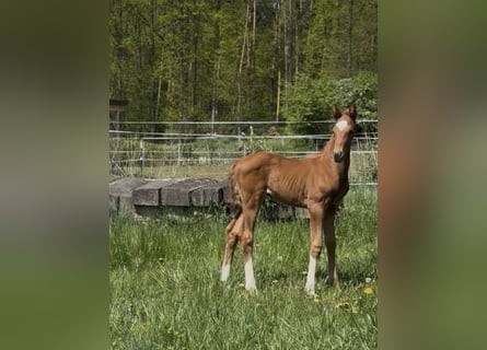 Oldenburg, Stallion, , Chestnut-Red