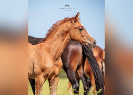 Oldenburg, Stallion, Foal (03/2025), Chestnut-Red
