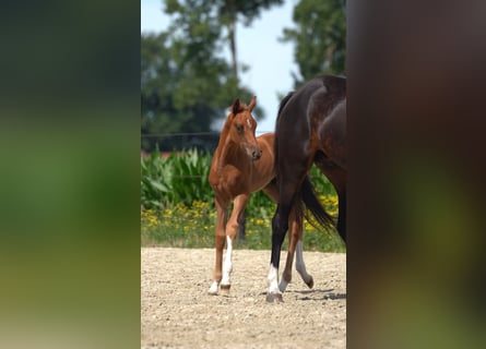 Oldenburg, Stallion, Foal (05/2024), Chestnut-Red