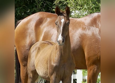 Oldenburg, Stallion, Foal (04/2025), Chestnut-Red