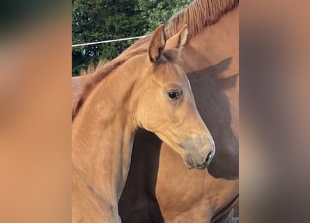 Oldenburg, Stallion, Foal (06/2023), Chestnut-Red