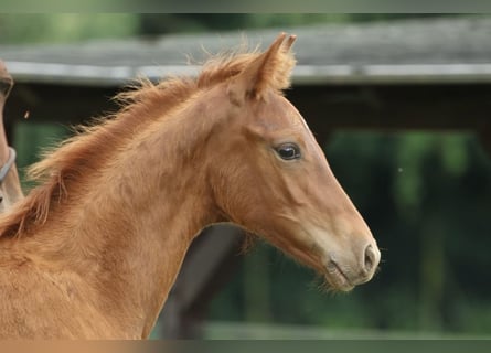 Oldenburg, Stallion, Foal (04/2025), Chestnut-Red