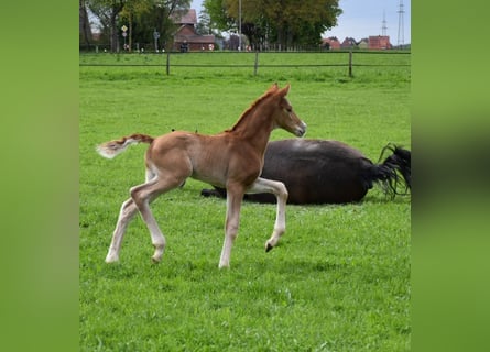 Oldenburg, Stallion, Foal (04/2024), Chestnut-Red