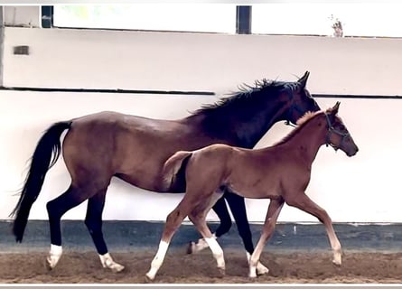 Oldenburg, Stallion, Foal (05/2024), Chestnut-Red