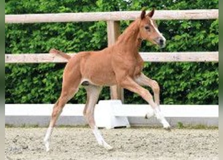 Oldenburg, Stallion, Foal (04/2026), Chestnut-Red
