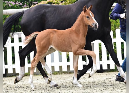 Oldenburg, Stallion, Foal (04/2026), Chestnut-Red