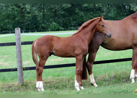 Oldenburg, Stallion, Foal (03/2023), Chestnut-Red