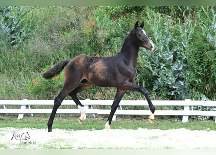 Oldenburg, Stallion, Foal (02/2024)