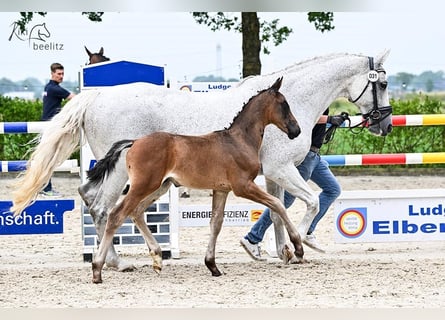 Oldenburg, Stallion, Foal (05/2023)