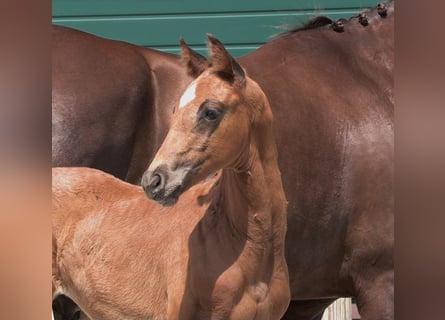 Oldenburg, Stallion, Foal (05/2025)