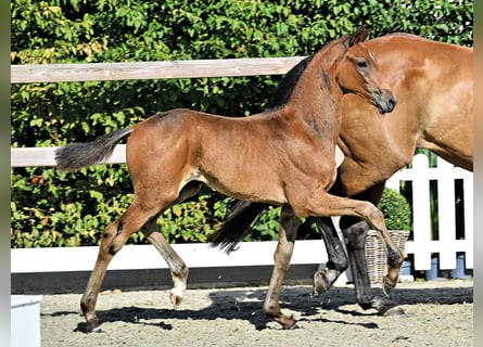 Oldenburg, Stallion, Foal (06/2026)