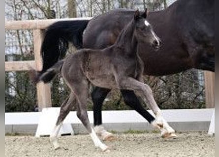 Oldenburg, Stallion, Foal (02/2026)