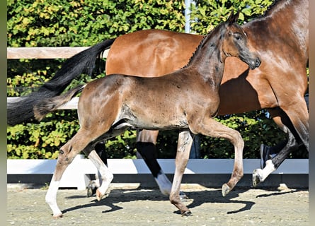 Oldenburg, Stallion, Foal (05/2026)