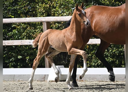Oldenburg, Stallion, Foal (06/2026)