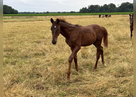 Oldenburg, Stallion, Foal (05/2025)