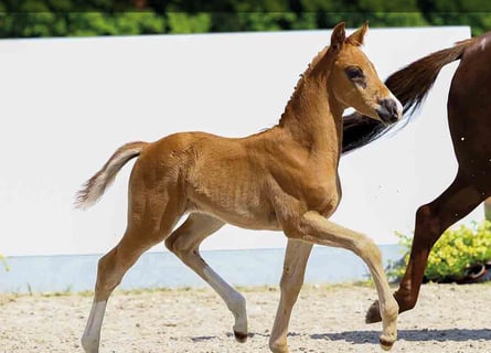 Oldenburg, Stallion, 