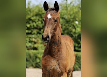 Oldenburg, Stallion, Foal (05/2025), Grey